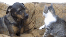 Perro Y Gato Dog GIF - Perro Y Gato Dog Cat GIFs