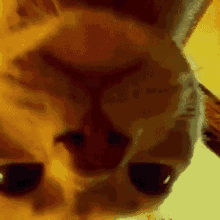 The Cat Is Upside Down GIF - The Cat Is Upside Down GIFs
