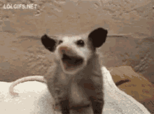 Cute Animals Funny Animals GIF - Cute Animals Funny Animals Possum GIFs