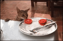 cat pet steal food tomato