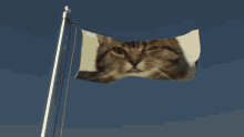 Rudy Flag GIF - Rudy Flag Cat GIFs
