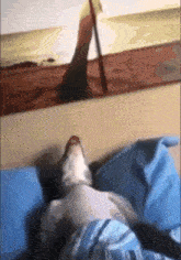 Dog Sleep GIF - Dog Sleep Meme GIFs
