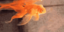 金鱼 游 自由 GIF - Goldfish Swim Free GIFs