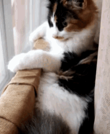 Cat Overlooking GIF - Cat Overlooking Thinking GIFs