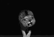 Lion Animal GIF