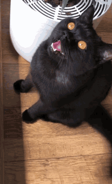 Purrcival Kitty GIF - Purrcival Kitty Cat GIFs