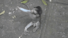 Surprise Hug GIF - Animals Monkeys Babies GIFs
