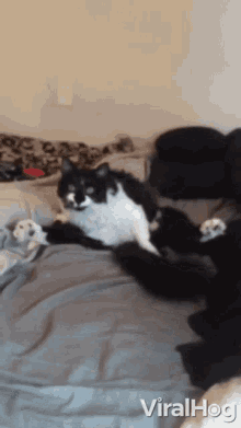 Sitting Cat Licking GIF - Sitting Cat Licking Self Cleaning GIFs