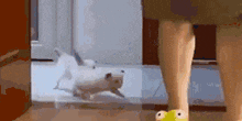 a person is standing next to a dog that is running in the hallway .