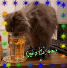 a cat standing next to a glass of hoegaarden