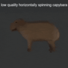 a picture of a sheep with the words low quality horizontally spinning capybara