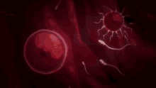 love impregnation egg cell sperm cells biology