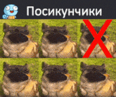 a picture of a dog with a red x in the corner