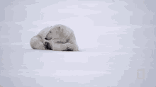 resting polar bear national geographic photographer captures stunning arctic wildlife tired exhausted