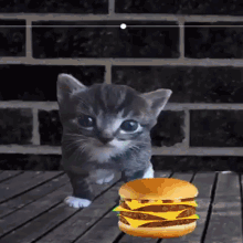 Cat Meme Burger GIF - Cat Meme Burger Nuggets GIFs