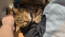 a cat is laying on a person 's lap and being petted