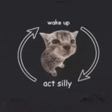 a cat with the words wake up act silly on it