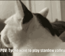 Tycho Cat GIF - Tycho Cat Stardew Valley GIFs