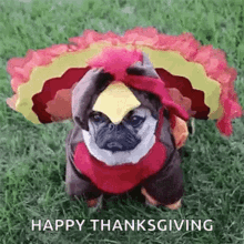 thanksgiving dog gif