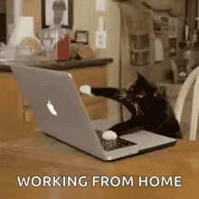 Cat Laptop GIF - Cat Laptop Typing GIFs