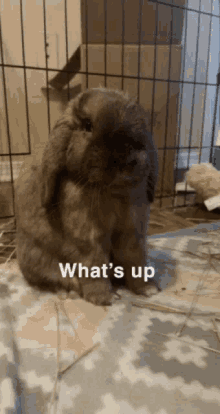a brown rabbit sitting on a blanket with the words what 's up written on it
