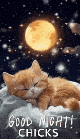 Good Night Images New 2023 Cute Cat GIF