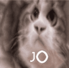 a close up of a cat 's face with the word jo on the bottom