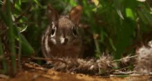 Introducing The Most Adorable Animal, The Elephant Shrew!! GIF