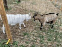 Goat Images GIF