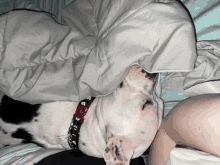 Cuddling Dog GIF - Cuddling Dog Sleeping GIFs