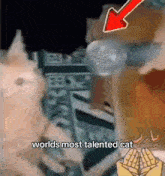 a cat is standing in front of a microphone with the words world 's most talented cat written on the bottom