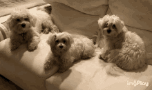 Dog Maphia Dogs Family GIF - Dog Maphia Dogs Family Cane Maltese GIFs