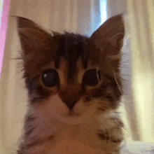 a close up of a kitten 's face looking at the camera