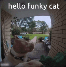 Funky Cat Gc Hello Chat GIF - Funky Cat Gc Hello Chat GIFs