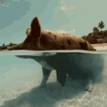Pig Water GIF
