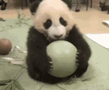 Cute Animals GIF - Cute Animals Panda GIFs