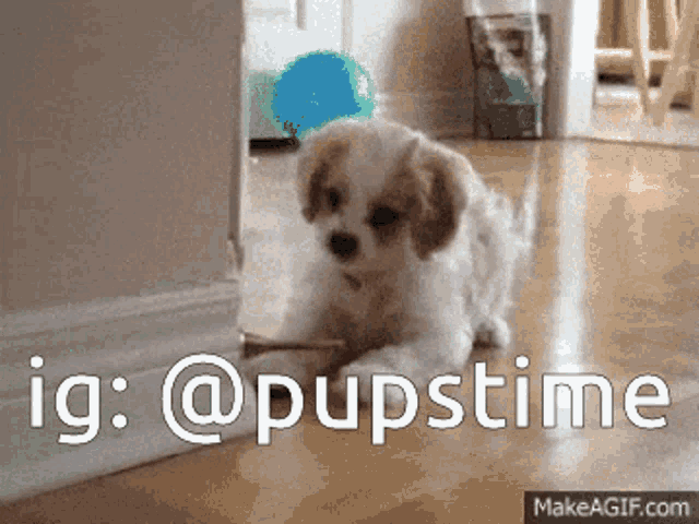 Funny Dog GIF - Funny Dog Pet - Discover & Share GIFs