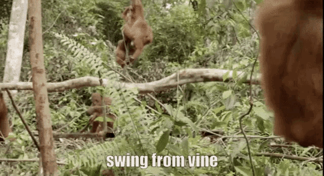 Monkey Spinning Meme (with Hey Ya! music) on Make a GIF