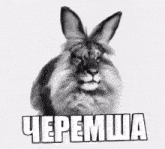 a black and white drawing of a rabbit with a lion 's face and ears and the word cheremsha below it .