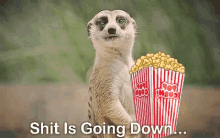 meerkat popcorn shit is going down