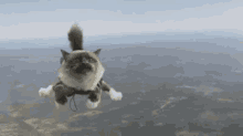 Cat Skydive GIF - Cat Skydive Fall GIFs