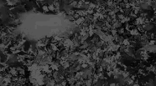 a black and white photo of a woman laying in a pile of leaves with her mouth open .