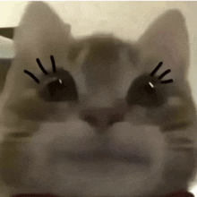 Cat Lash GIF - Cat Lash GIFs