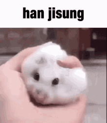 Phobiamp3 Han Jisung GIF - Phobiamp3 Han Jisung Hamster GIFs