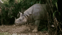 Rhino Funny GIF - Rhino Funny GIFs