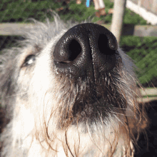 a close up of a dog 's nose with a very long whiskers