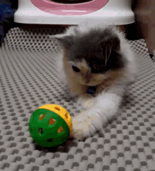 Cat Kitten GIF - Cat Kitten Playing GIFs