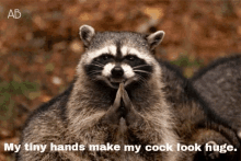 tiny hands raccoon