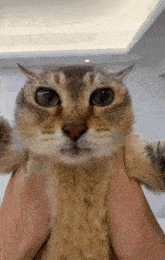 a close up of a cat being held in a person 's hands