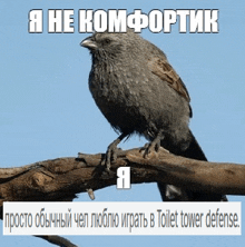 a bird is perched on a tree branch with a caption in russian